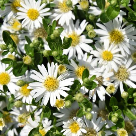 Aster ageratoides 'Starshine'