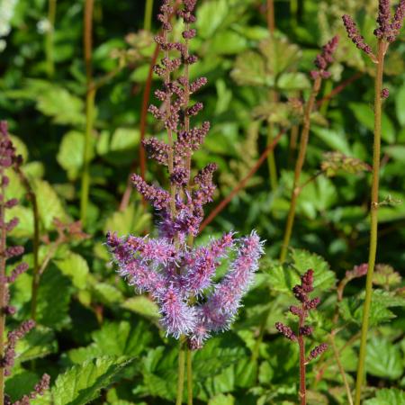 Astilbe chinensis 'Superba'