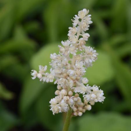 Astilboides tabularis (Rodgersia)