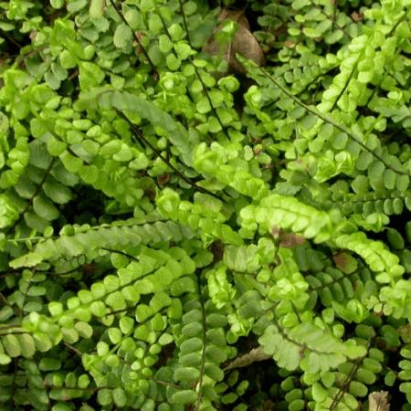 Asplenium trichomanes