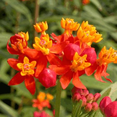 Asclepias tuberosa