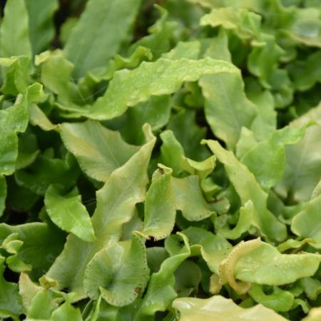 Asplenium scolopendrium 'Undulatum'