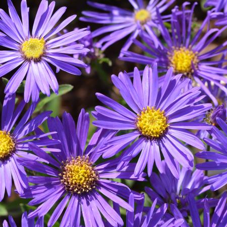 Aster amellus 'Veilchenkönigin'