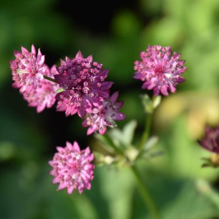 Astrantia major 'Venice'