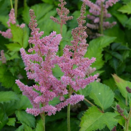 Astilbe hybride 'Vision in Pink'