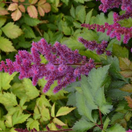 Astilbe hybride 'Vision in Red'