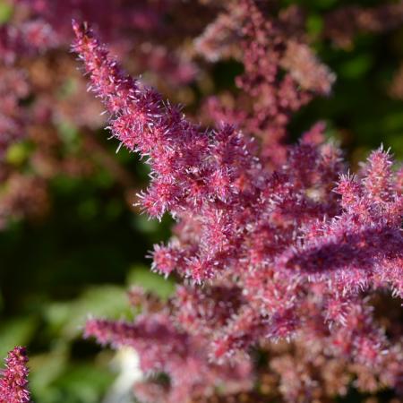 Astilbe chinensis 'Veronika klose'