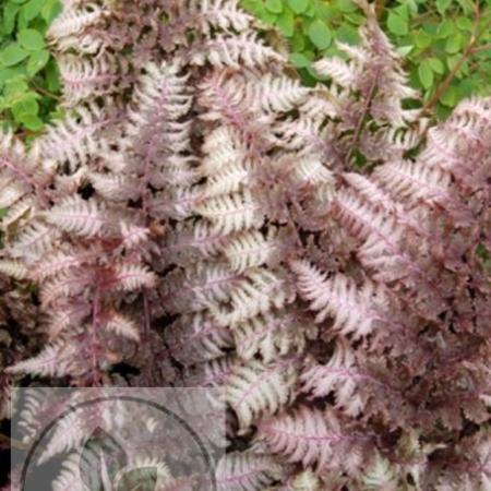 Athyrium niponicum 'Burgundy Lace'