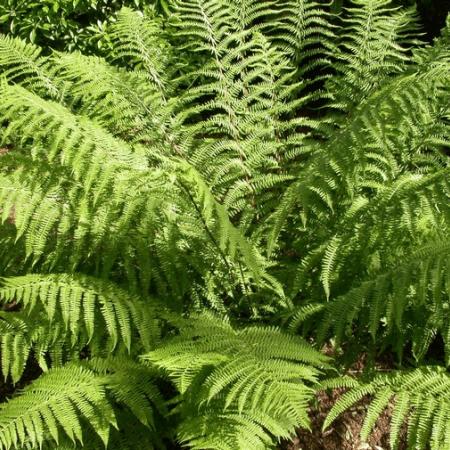 Athyrium filix-femina