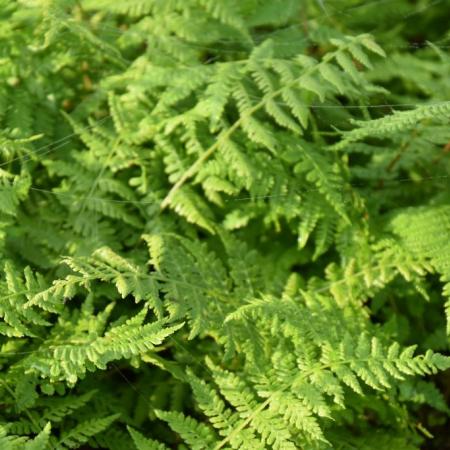 Athyrium filix-femina 'Lady in Red'