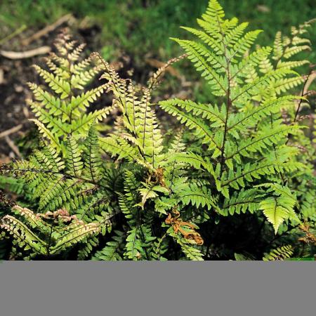 Athyrium otophorum 'Okanum'