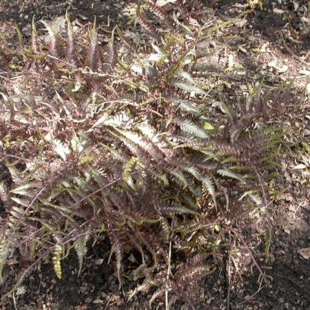 Athyrium niponicum 'Pictum' (Metallicum)