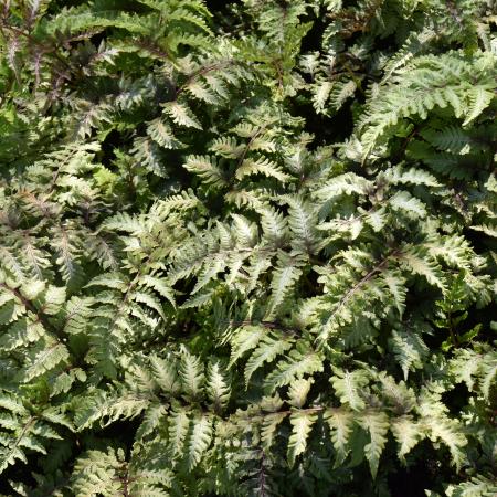 Athyrium niponicum 'Red Beauty'