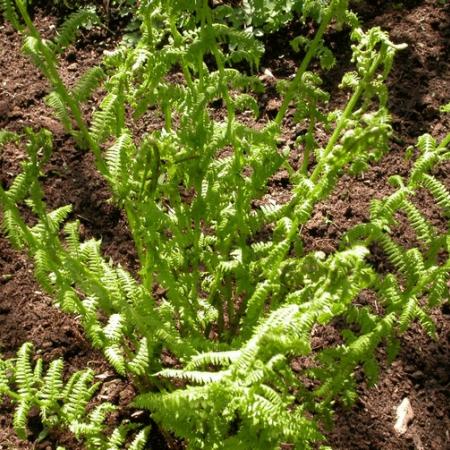 Athyrium filix-femina 'Rotstiel'