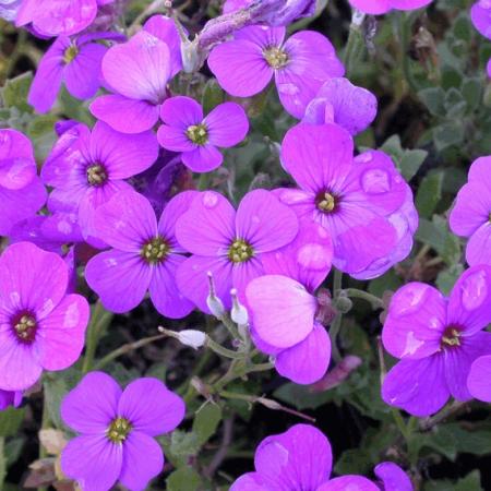 Aubrieta 'Blaumeise'