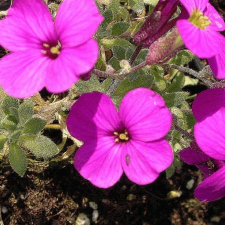 Aubrieta 'Bressingham Red'