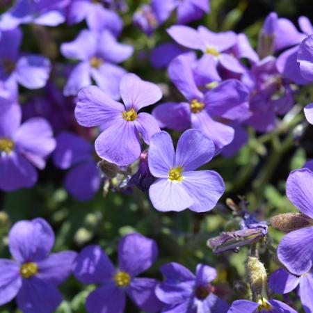 Aubrieta 'Cascade Blue'