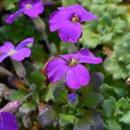 Aubrieta 'Cascade Purple'