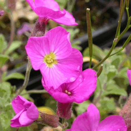 Aubrieta 'Cascade Red'