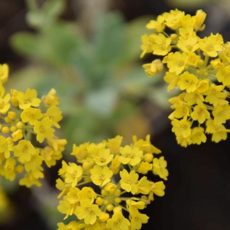 Aurinia saxatilis 'Goldkugel'