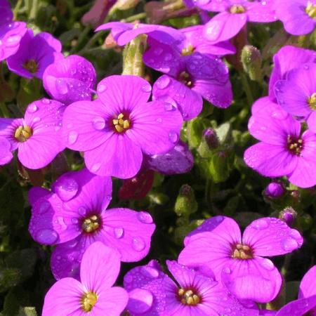 Aubrieta 'Hamburger Stadtpark'