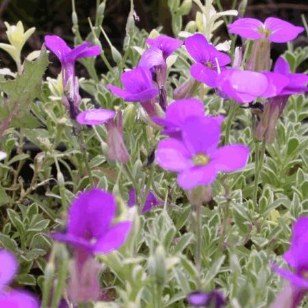 Aubrieta 'Silberrand'