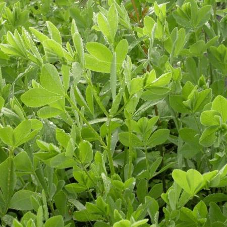 Baptisia australis