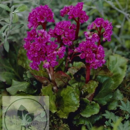 Bergenia 'Abendglut'