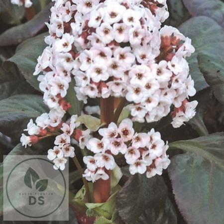 Bergenia 'Bach'