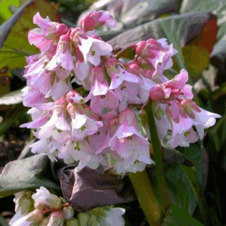 Bergenia 'Baby Doll'