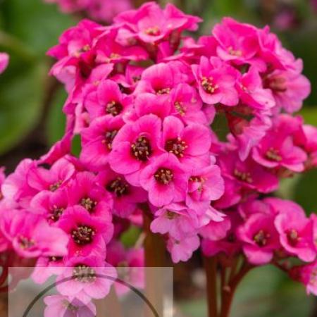 Bergenia 'Bressingham Ruby'