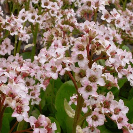 Bergenia 'Bressingham White'