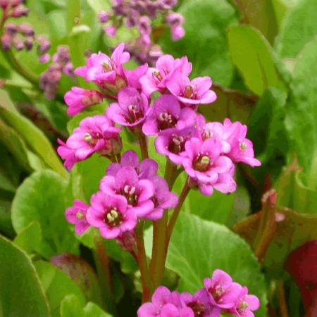 Bergenia cordifolia