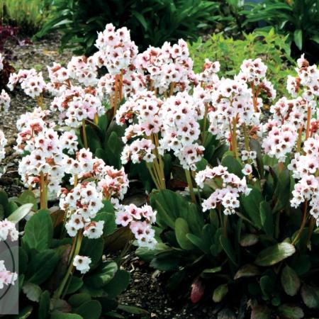 Bergenia hybride 'Dragonfly Angel Kiss'