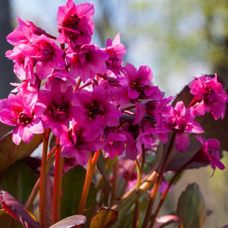 Bergenia 'Flirt'