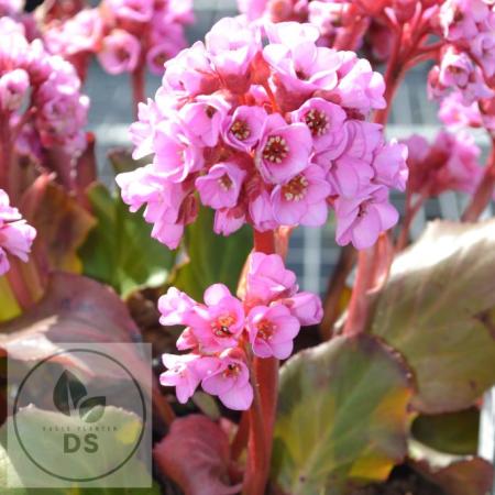 Bergenia cordifolia 'Herbstblüte'