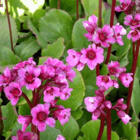 Bergenia 'Morgenröte'