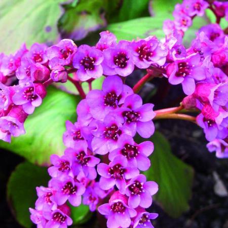 Bergenia 'Rotblum'