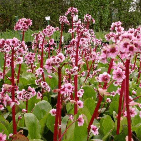 Bergenia 'Silberlicht'