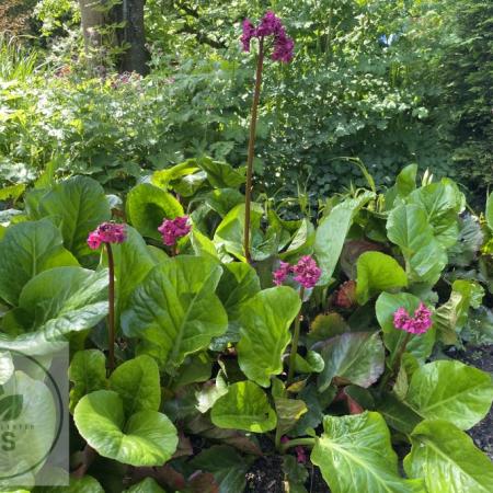 Bergenia hybride 'Winterglut'