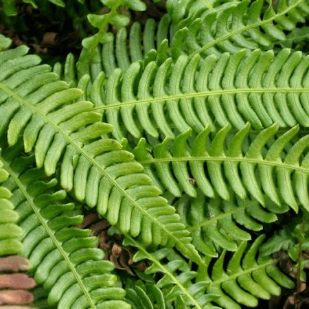 Blechnum spicant (dubbelloofvaren)