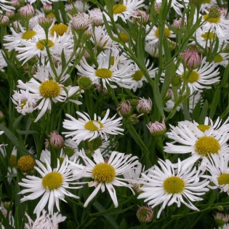 Boltonia asteroides 'Snowbank'