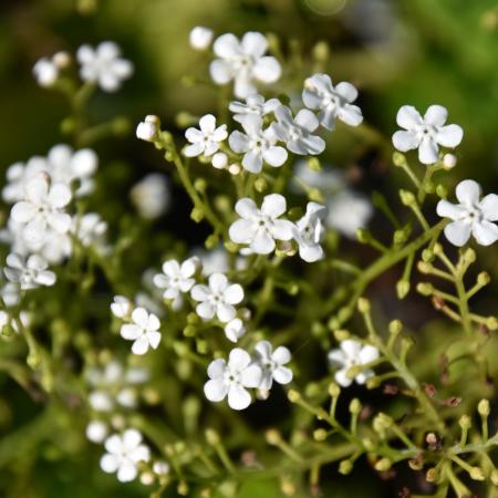 Brunnera macrophylla 'Betty Bowring'