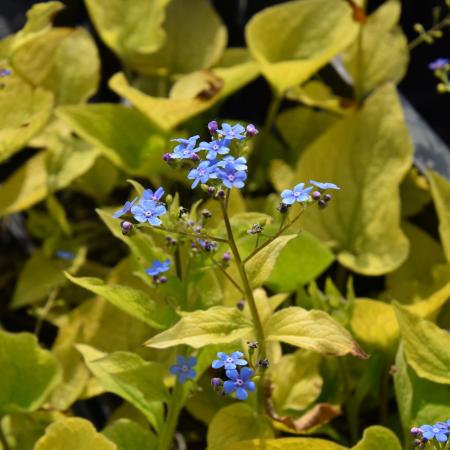 Brunnera macrophylla 'Diane's Gold'