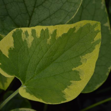 Brunnera macrophylla 'Hadspen Cream'