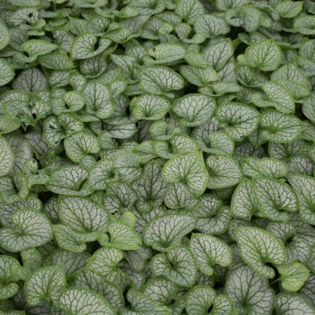 Brunnera macrophylla 'Jack Frost'