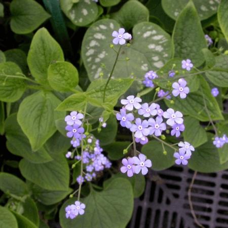 Brunnera macrophylla 'Langtrees'