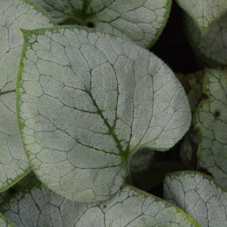 Brunnera macrophylla 'Looking Glass'