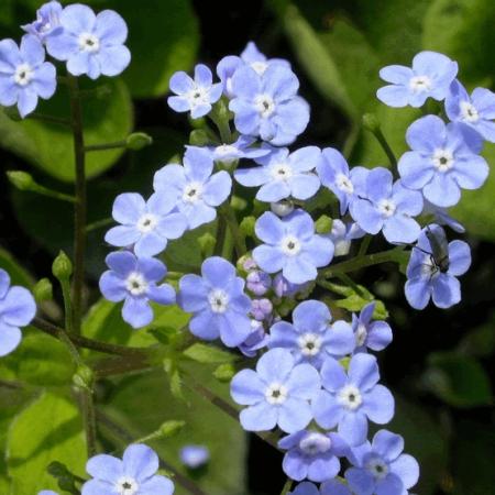 Brunnera macrophylla