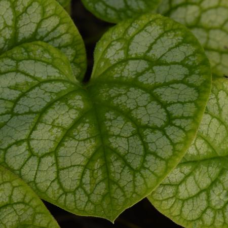 Brunnera macrophylla 'Mr. Morse'